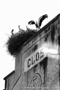 Mostaganem, Cigognes, commune de Sirat