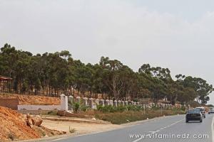 Foret de Mouzaia, Mostaganem, commune de Sirat