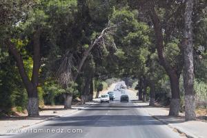 Pinèdes bordant les routes de Mostaganem, commune de Sirat