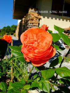 il fait chaud, ça!!!! c'est très bien, et les roses sont heu...