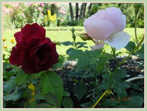 munstead wood rose et Héritage