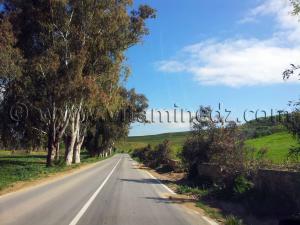 Tlemcen - Eucalyptus centenaires en voie de disparition, RN2 Commune de Amieur