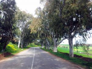 RN2 Tlemcen - Commune de Bensekrane