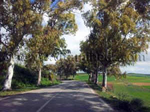 RN2 Tlemcen - routes ombragées d\'eucalyptus, Commune de Bensekrane