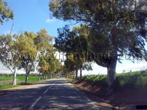 RN2 Tlemcen - Commune de Bensekrane