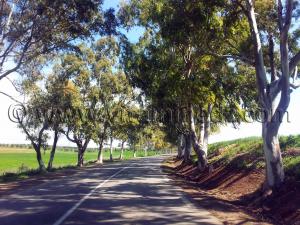 Eucalyptus bordant la RN2 Tlemcen - Commune de Bensekrane