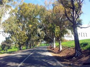 RN2 Tlemcen - Commune de Bensekrane