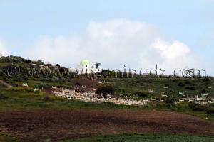 Ain Temouchent - Cimetière Ain Kihal (Ain Kial)