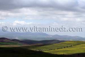 Ain Temouchent - Commune de Aoubellil (عقب الليل)