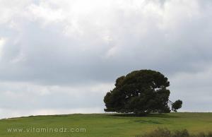 La nature, l\'arbre de vie