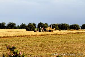 Tlemcen - Agriculture