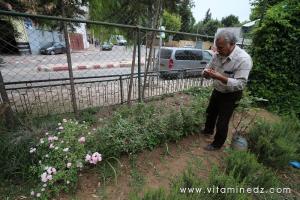 Tlemcen - Sid Ahmed l\'Herboriste de Hartoun