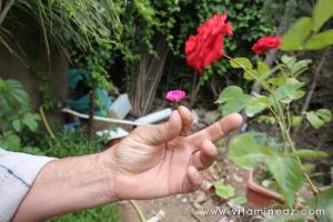 Tlemcen - Sid Ahmed l\'Herboriste de Hartoun, rosier nain