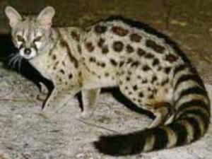 Algérie -  La genette, le chat qui fait peur  Espèce en danger d'extinction