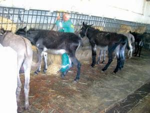La Casbah (Alger) - L’exercice des ânes de bât dans l’ancienne médina: Une scène de vie incontournable