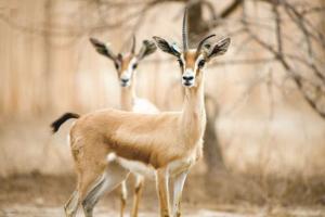 Algérie - En raison essentiellement d’actes de braconnage:  De nombreuses espèces en voie de disparition