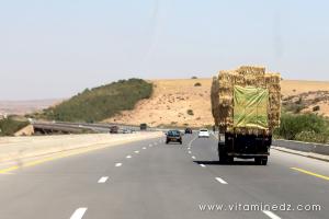 Période des moissons, le foin est en excès dans l'ouest algérien