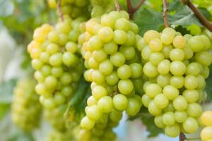 MOSTAGANEM - Le bon goût du raisin