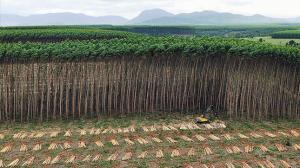 Planète -  Pétition. À l’ONU: les plantations  ne sont pas des forêts !