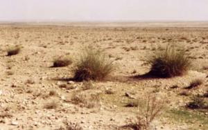 Tiaret -  Une association dénonce le sur-pâturage illicite  Zones de steppe