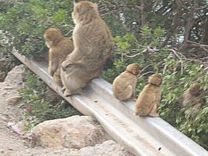 Parc de TAZA - Jijel:  Les espèces protégées par l’Unesco détruites par des pyromanes