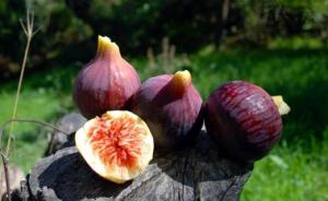 Inauguration de la 13e édition de la fête de la figue de Beni Maouche: Ferroukhi plaide pour la labellisation des produits agricoles