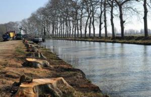 Planète - Canal du Midi (France): les platanes malades remplacés par des chênes