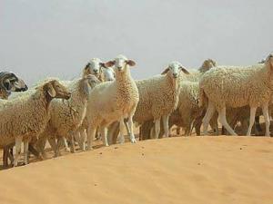 Algérie - Le cheptel ovin menace la steppe de désertification