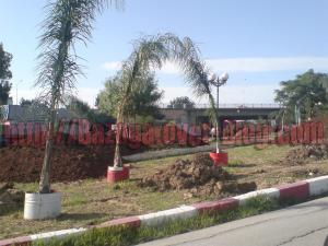 Constantine - Embellissement de la ville: Des palmiers «morts debout» à plus de 4 millions de dinars