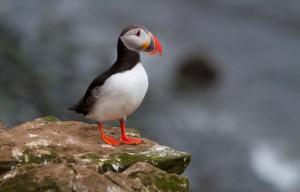 Planète - Bretagne (France): Une espèce animale sur cinq menacée de disparition