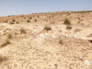 Algérie - Hauts Plateaux: Le massacre de la steppe continue