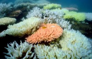 Planète -  Patrimoine mondial: Un tiers des sites naturels menacés par l'exploitation industrielle