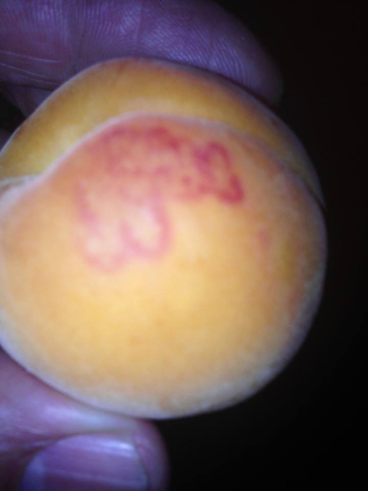 Un fruit abricot ,avec des écrit à caractère arabe!