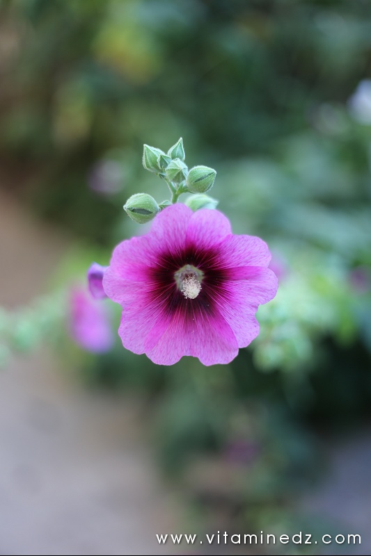 rose papale [alcea rosea althaea rosea]