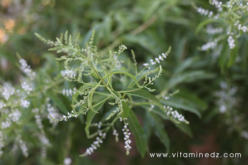 Pourquoi la tisane de verveine est-elle benefique pour le corps et l’esprit?