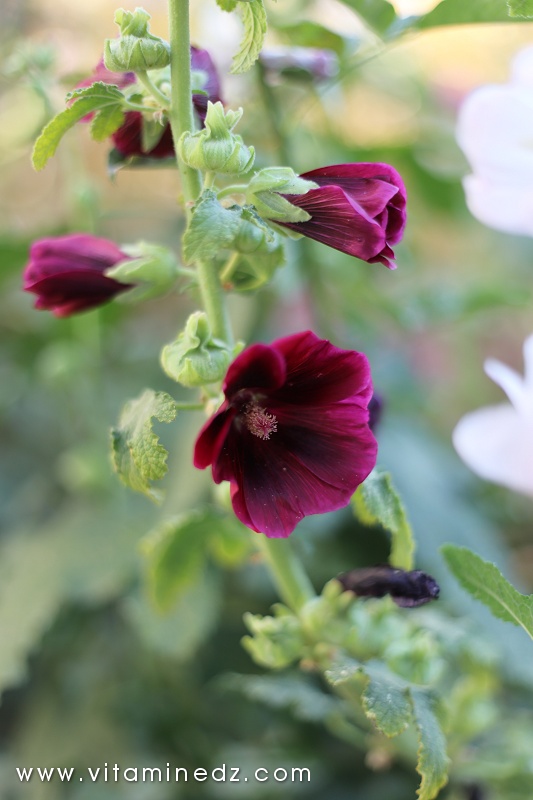 Les roses trémière (passe-rose,ou rose papale)