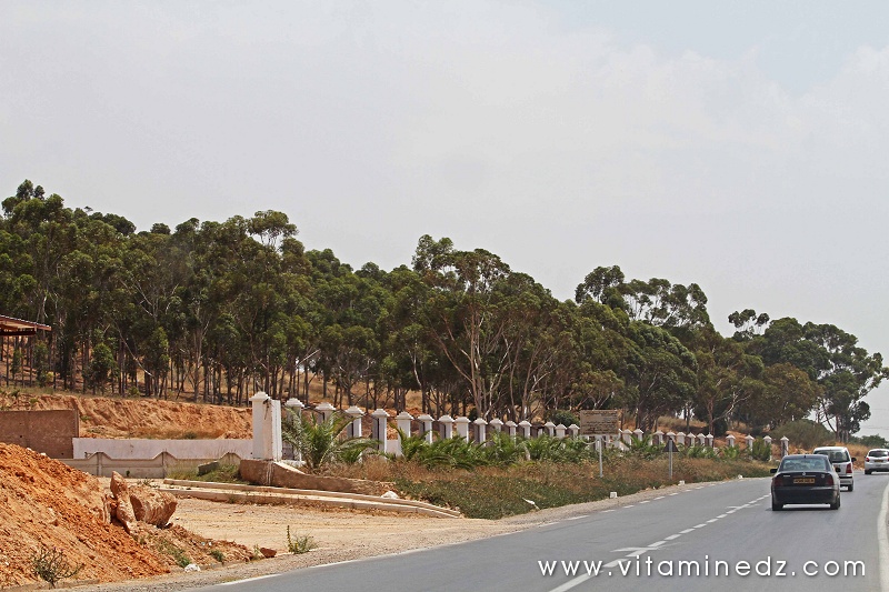 Foret de Mouzaia, Mostaganem, commune de Sirat