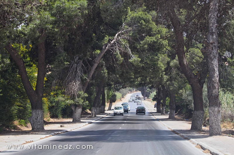 Pinèdes bordant les routes de Mostaganem, commune de Sirat