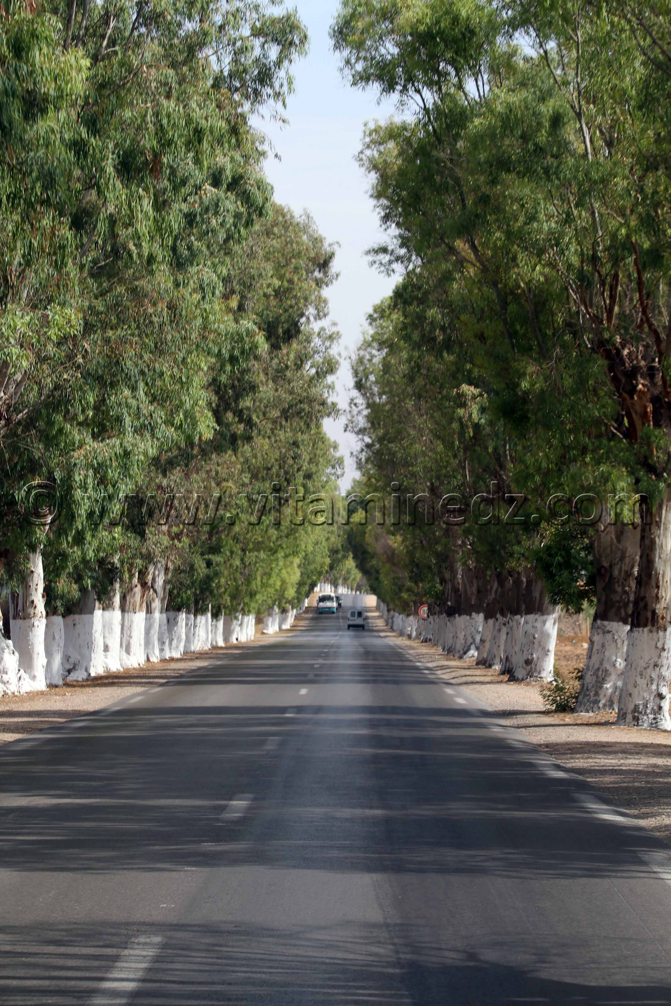 Routes ombragées de Mostaganem, Eucalyptus commune d'El Hassiane