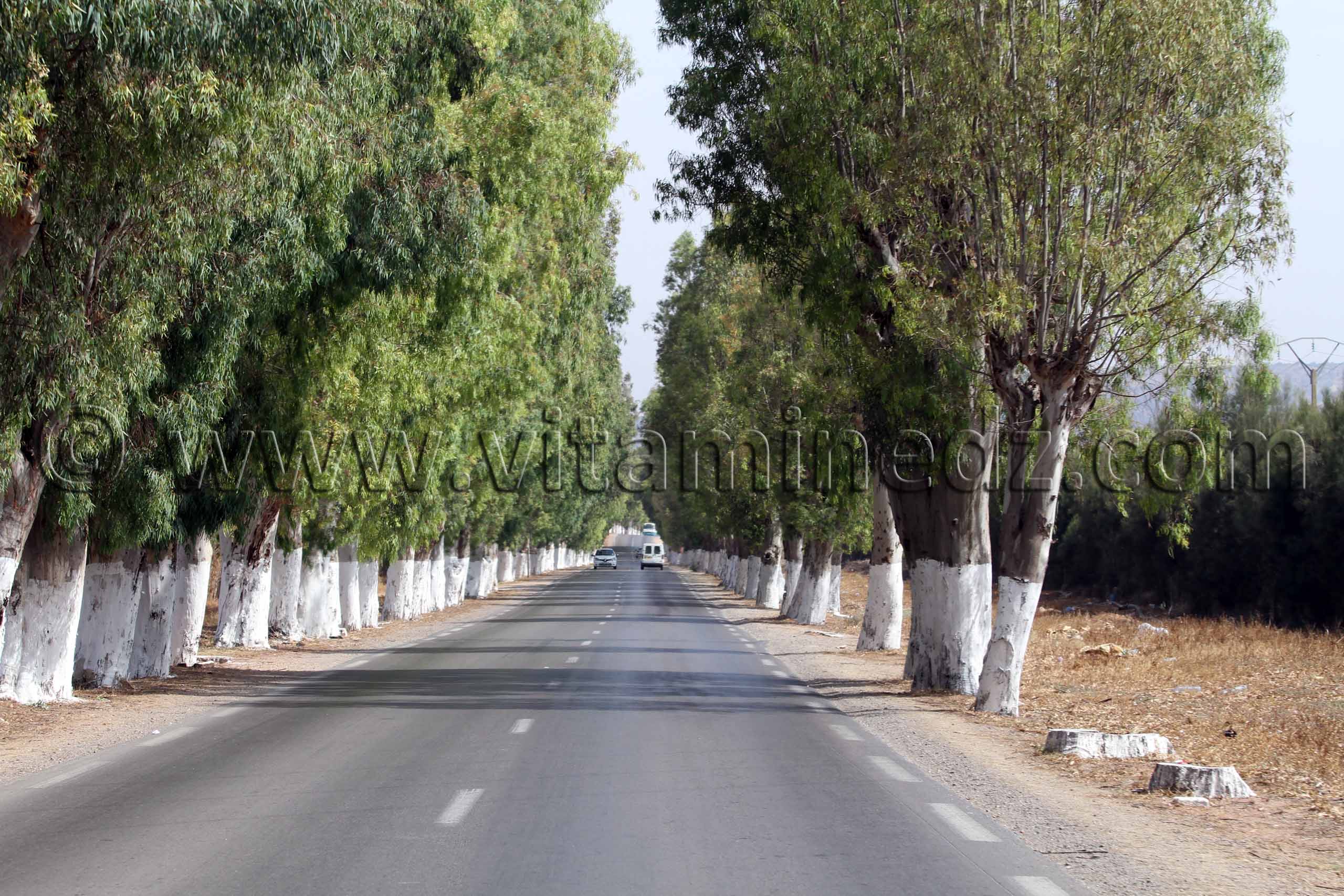 Routes ombragées par les eucalyptus de Mostaganem, commune d'El Hassiane