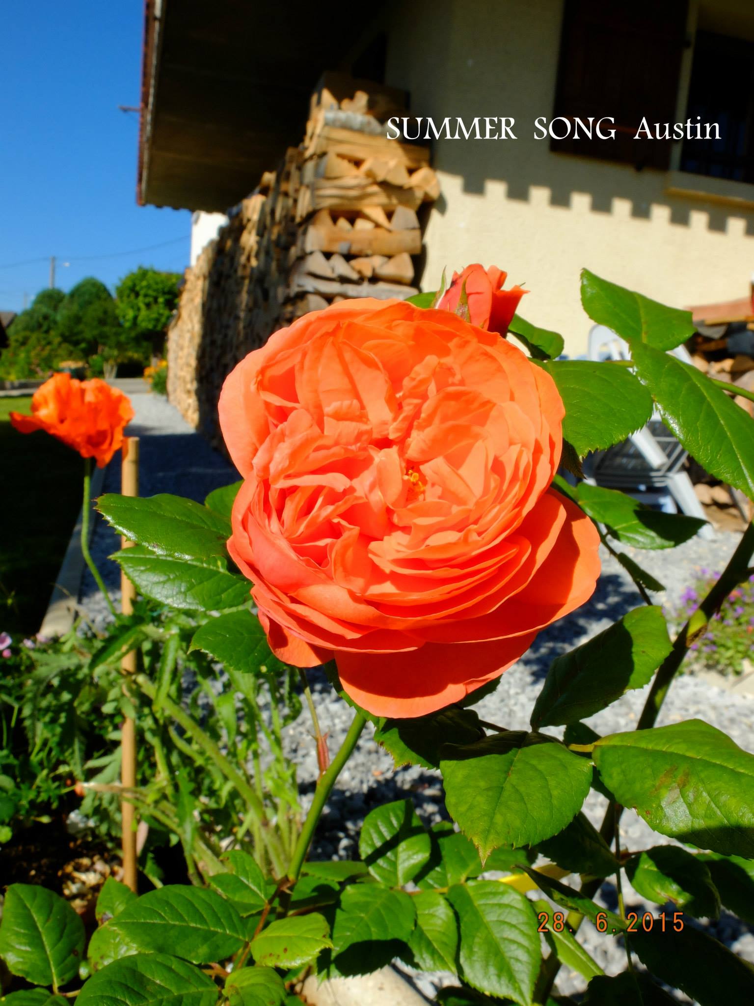 il fait chaud, ça!!!! c'est très bien, et les roses sont heu...