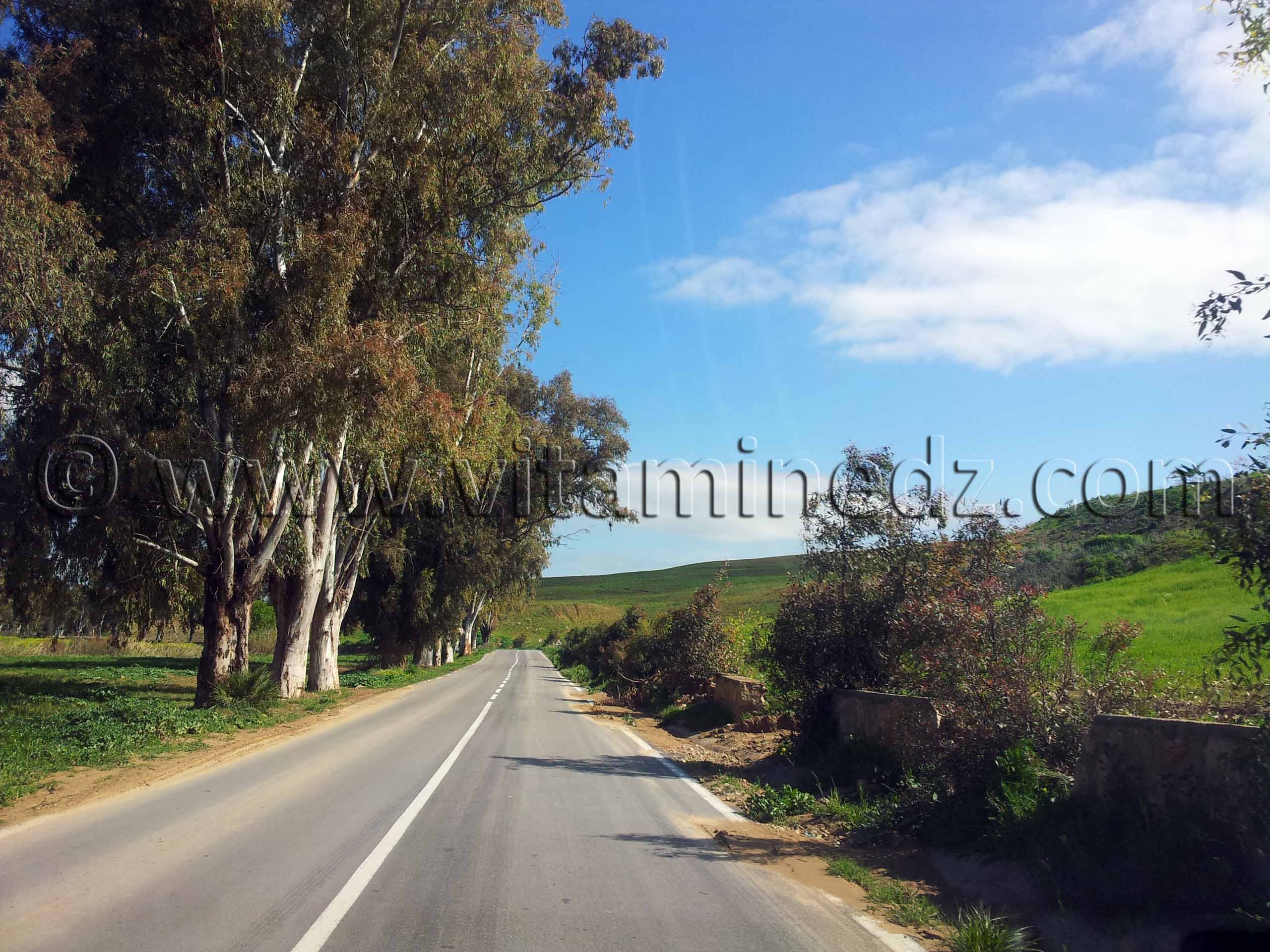 Tlemcen - Eucalyptus centenaires en voie de disparition, RN2 Commune de Amieur