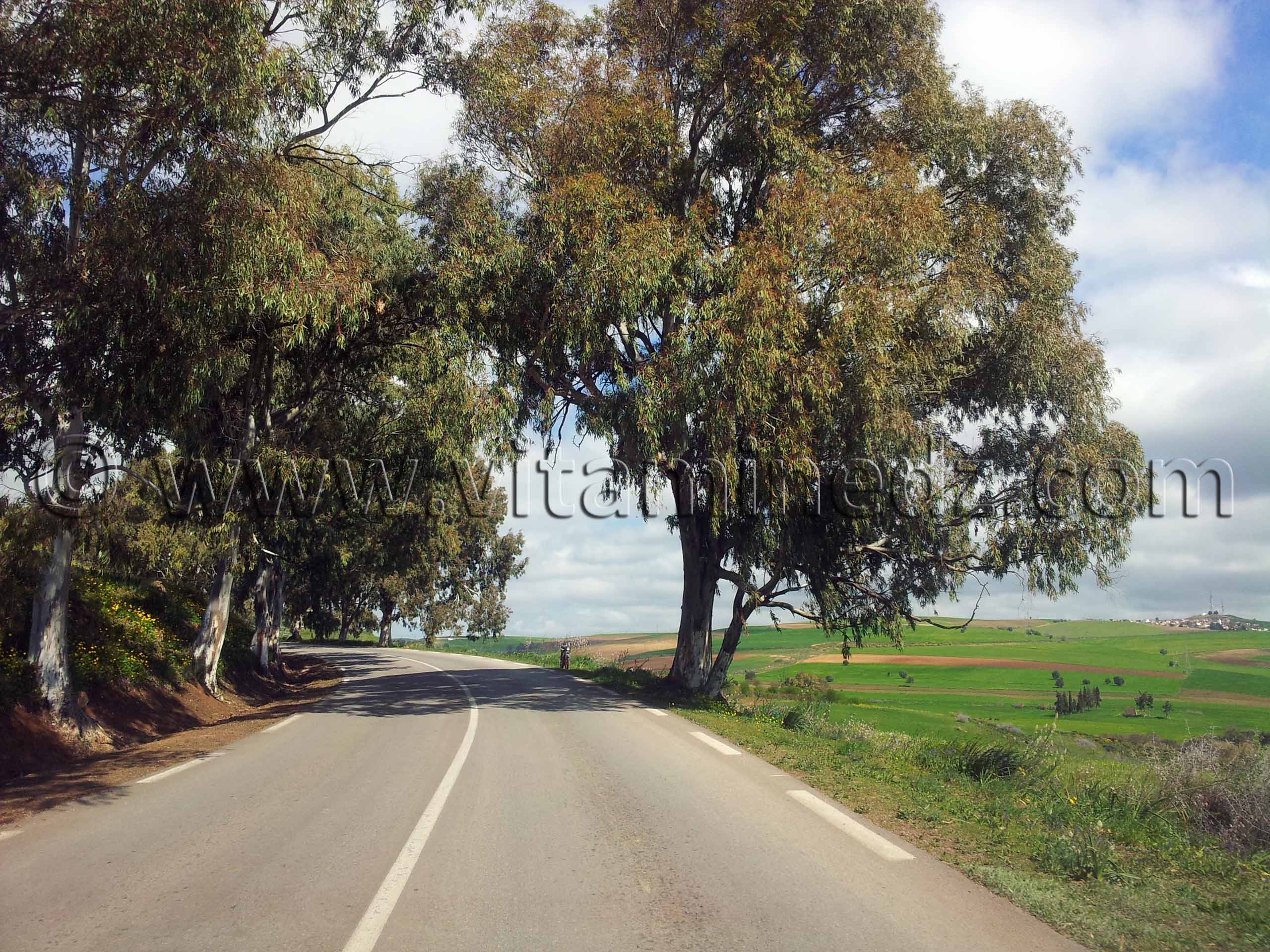 RN2 Tlemcen - Commune de Bensekrane