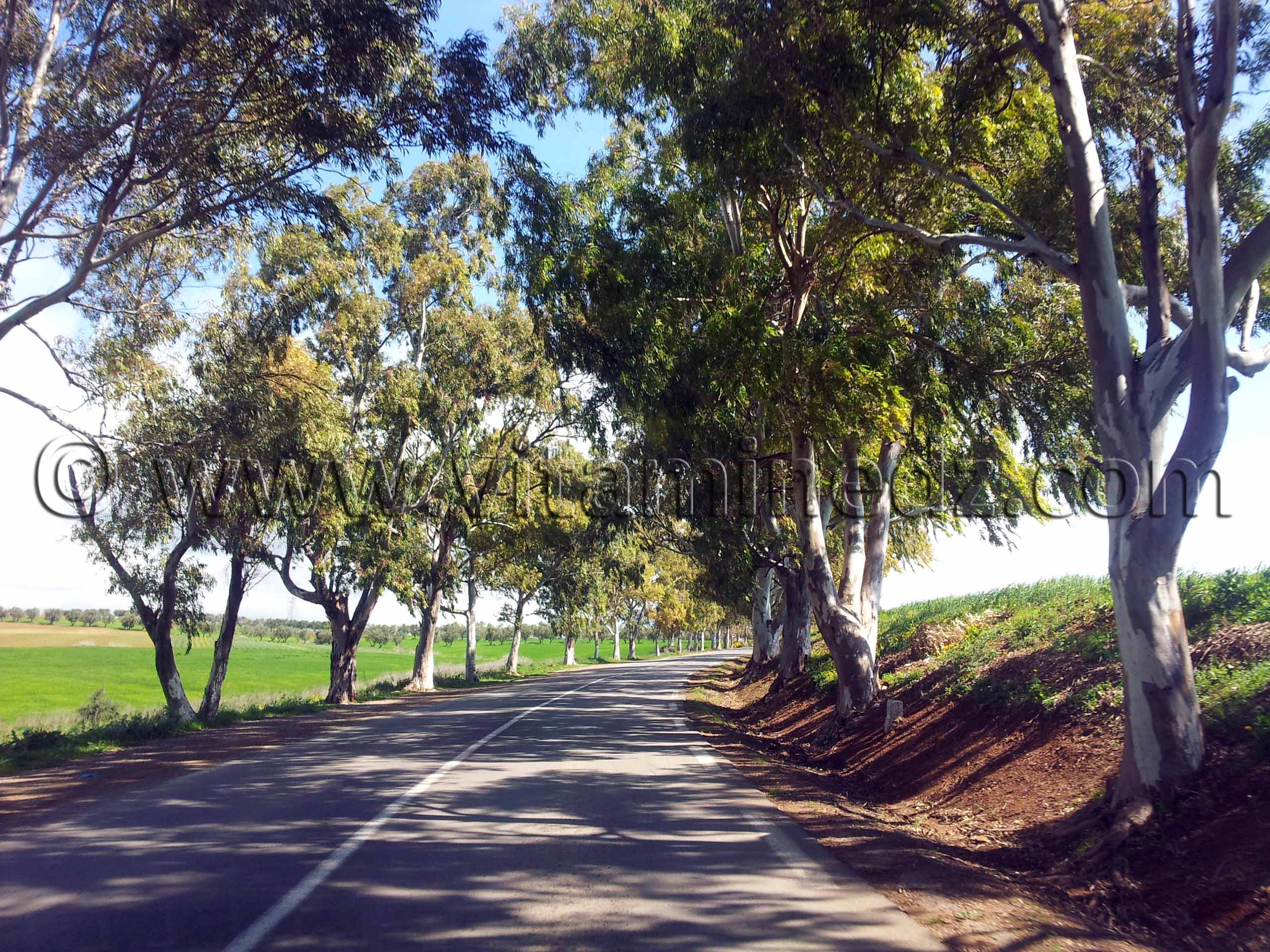 Eucalyptus bordant la RN2 Tlemcen - Commune de Bensekrane