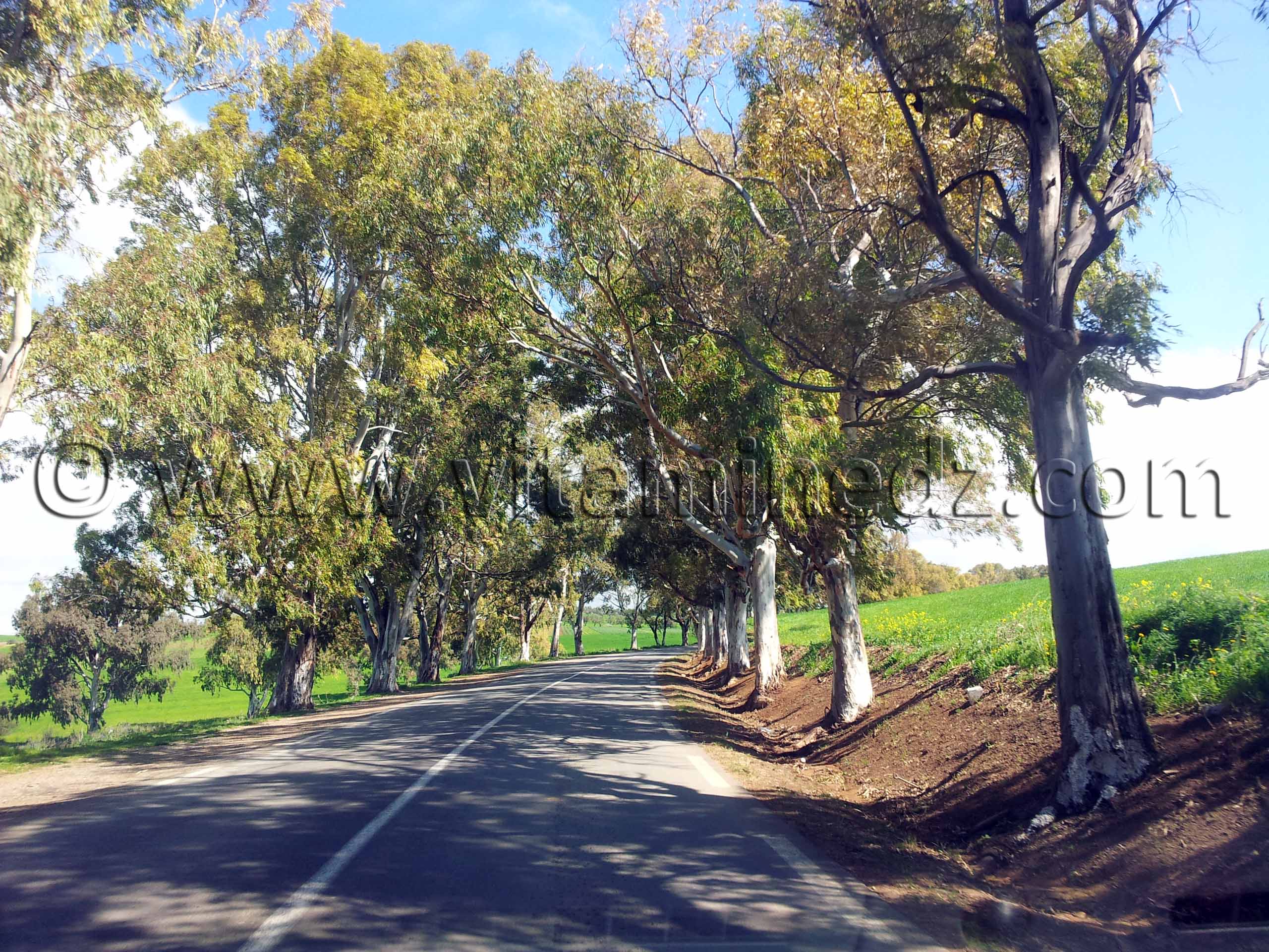 RN2 Tlemcen - Commune de Bensekrane