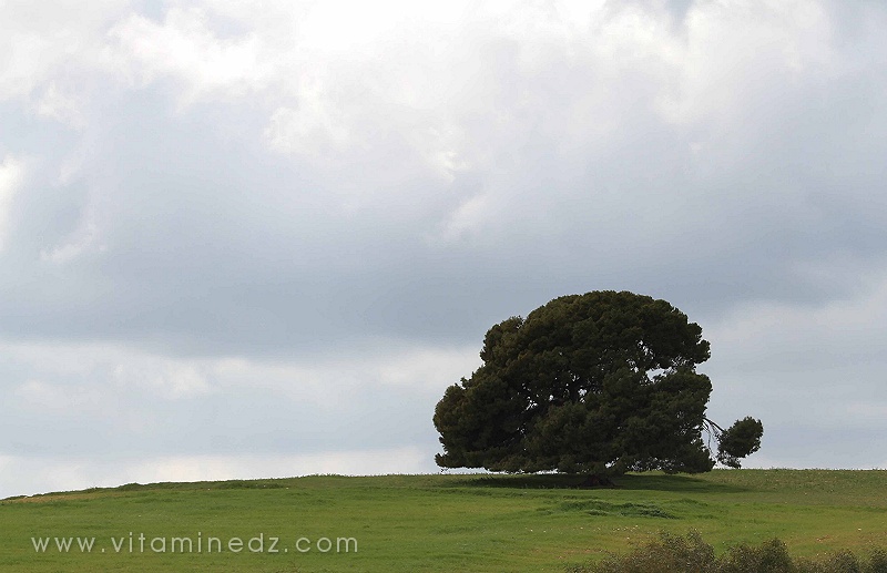 La nature, l'arbre de vie