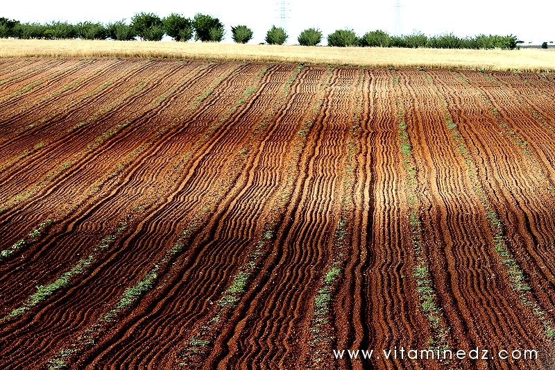Tlemcen - Agriculture