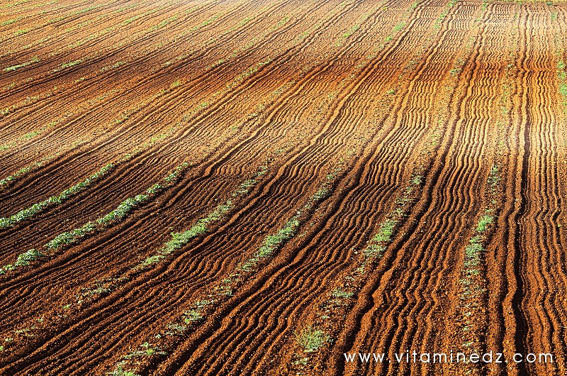 Tlemcen - Agriculture