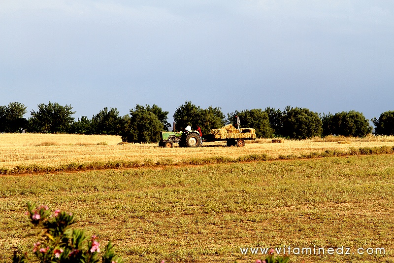 Tlemcen - Agriculture