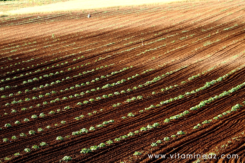 Tlemcen - Agriculture